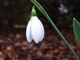 spring snow drop flower