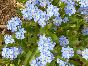 flower pics blue flowers