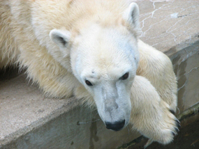 Polar bear photos lying in zoo