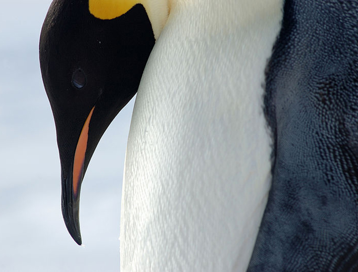 emperor penguin close up