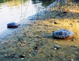 Two terrapins on beach