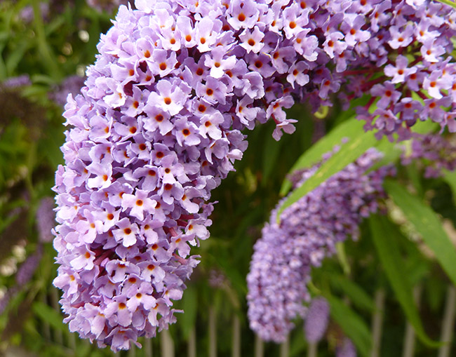 butterfly bush