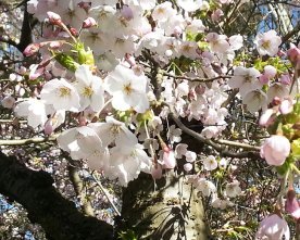 tree blooming with white flowers