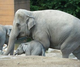 Asian elephant with baby elephant in zoo