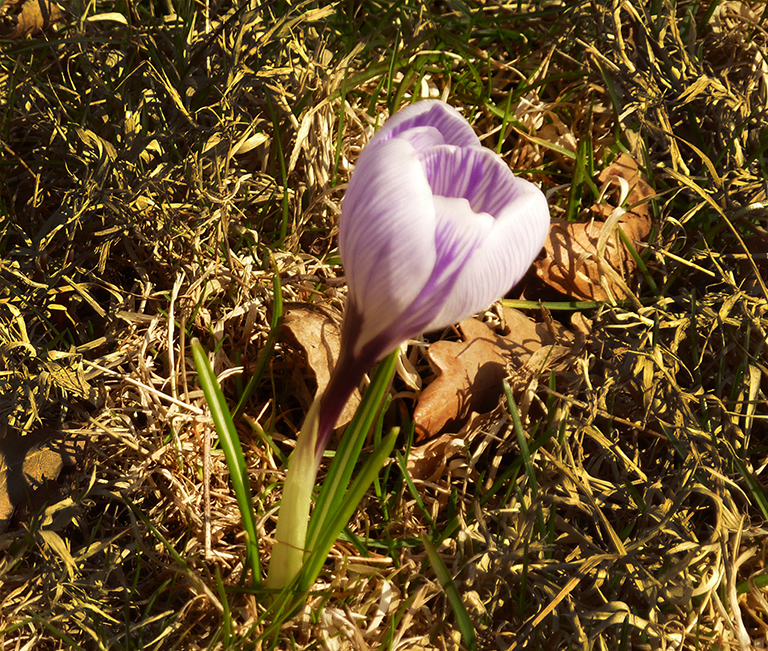 crocus