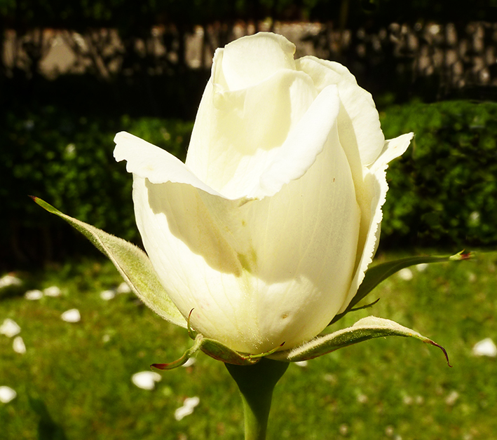 white rose bud