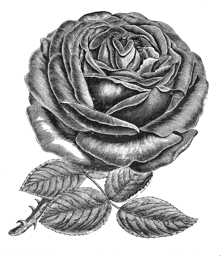 Empress of India rose drawing