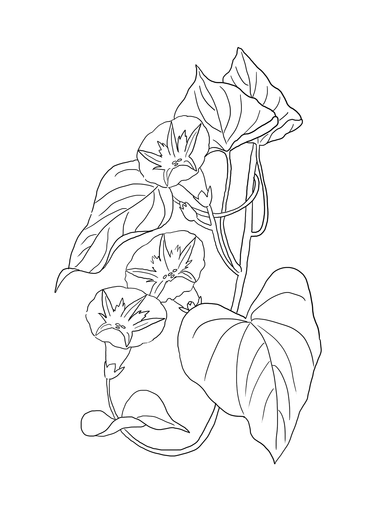 bindweed-coloring-page