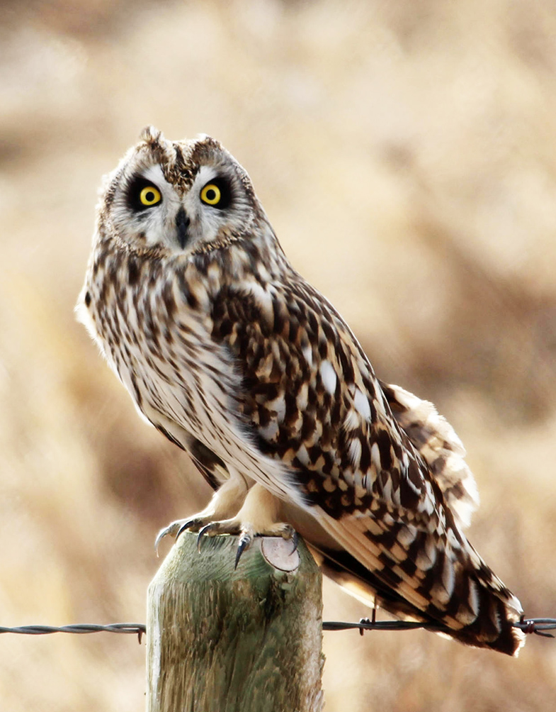 shorteared owl sitting on pole