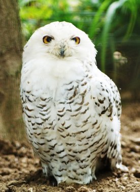 snowy owl photo