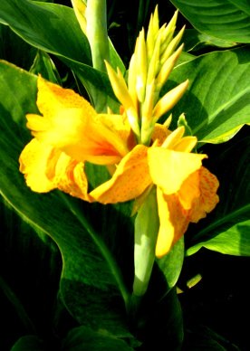 yellow tall flower pictures