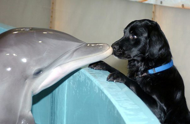 dolphin meeting dog