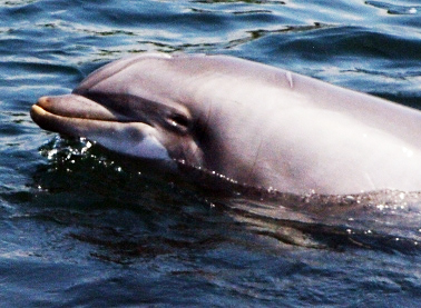 cute looking dolphin pictures