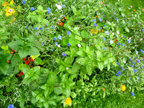 flower pics spring flowers many colors