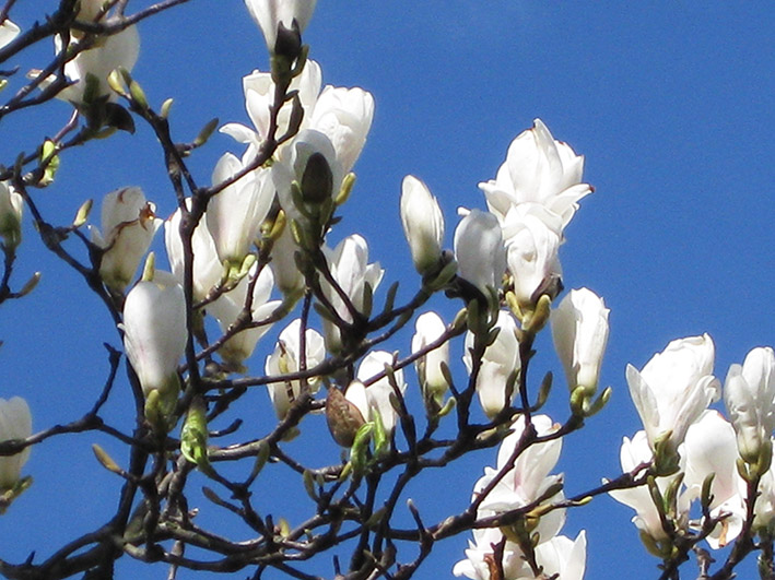 magnolia branch with flowers against blue sky