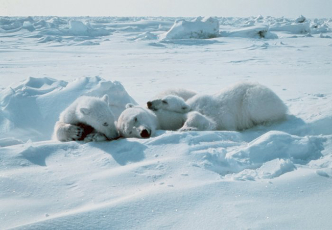 polar bears sleeping
