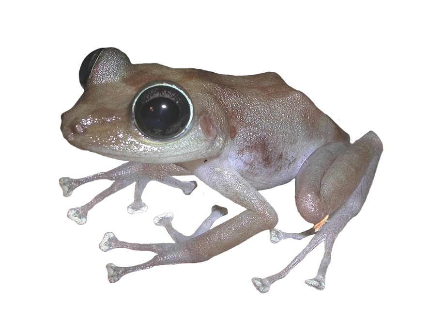 Puerto Rican rock frog