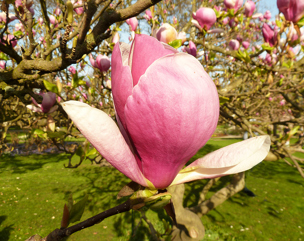 spring pictures of pink magnolia flower