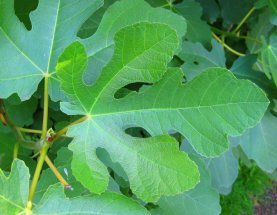 Leaf from fig plant clipart