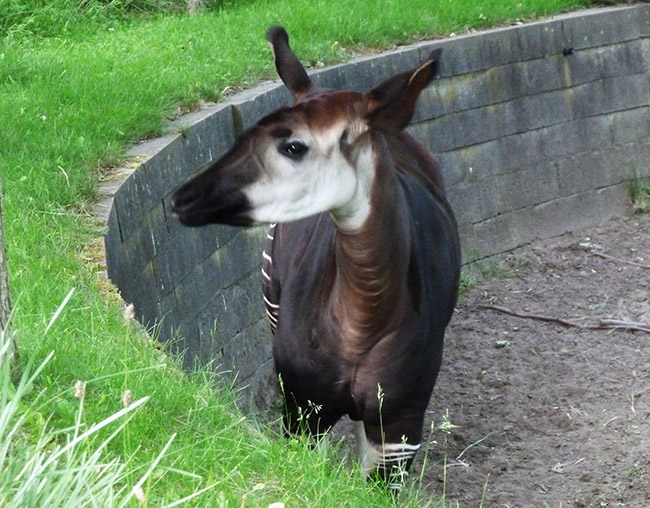 Female Okapi