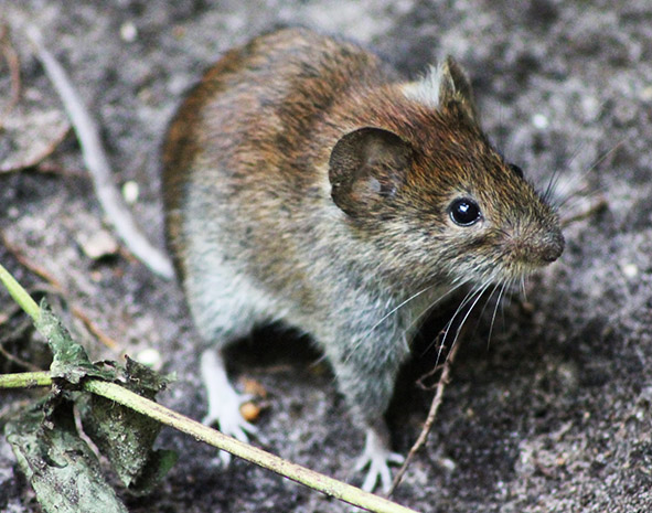 picture of wood mouse