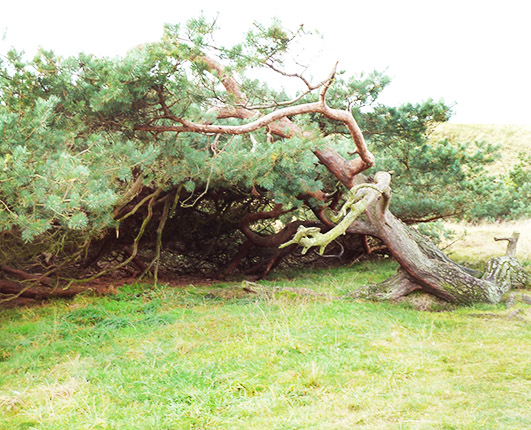 fallen tree on moorland