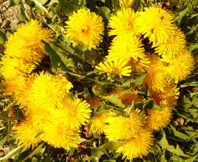 flower-pics-dandelions-summer