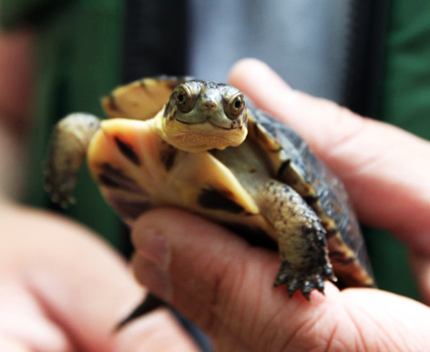 Blanding's turtle picture in hand