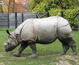 rhinoceros unicornis