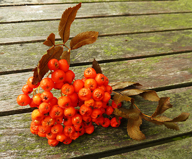 rowan berries in the fall