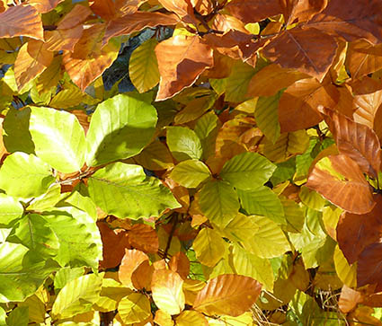 Beech leaves in fall