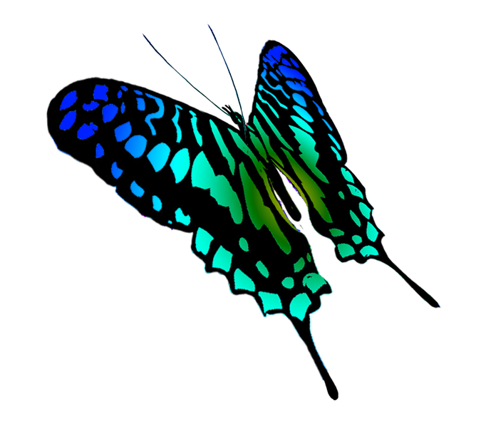 swallowtail butterfly drawing