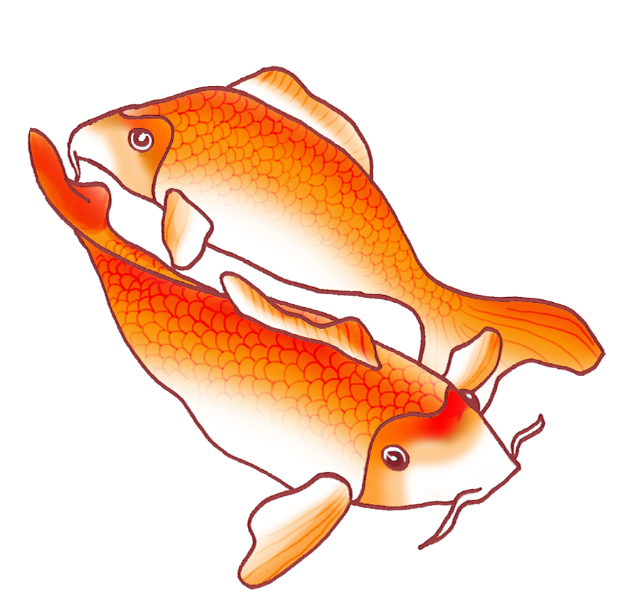 two orange koi fish drawing