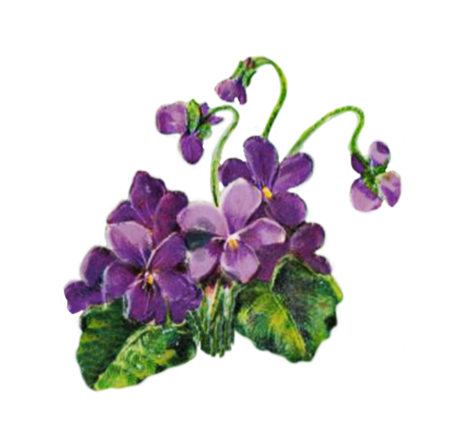 violets