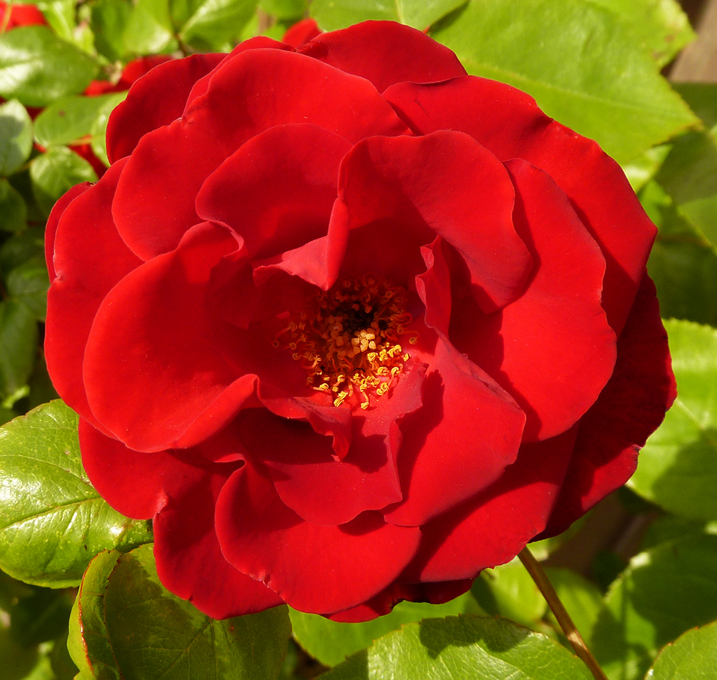 red rose with yellow stamens