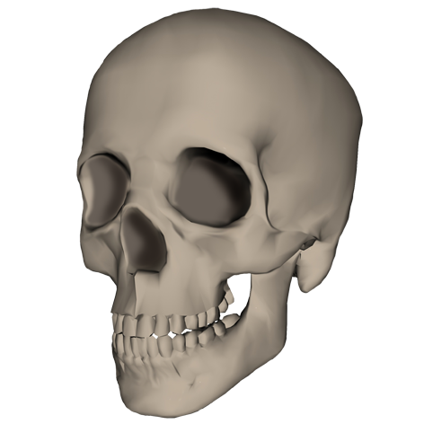 skull picture