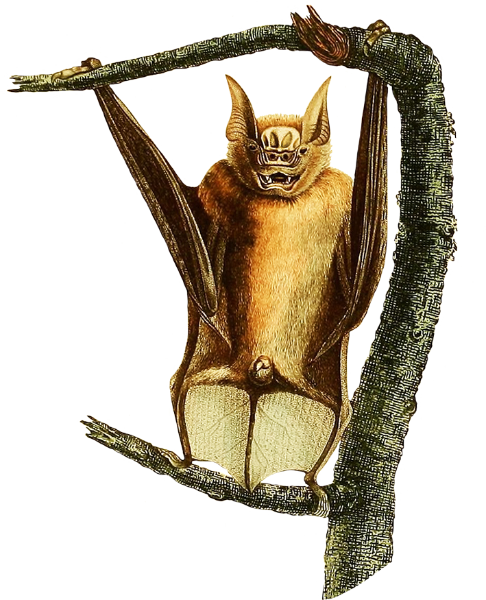 Bat in a tree