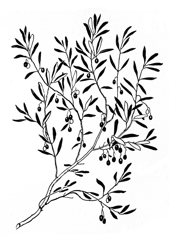 Olive branch drawing