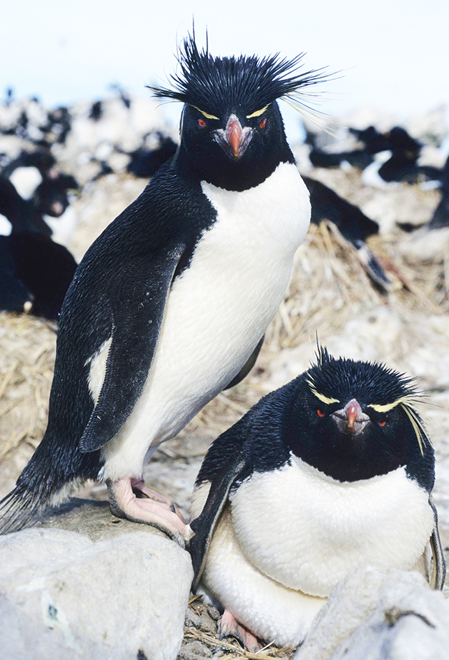 Rockhopper penguins