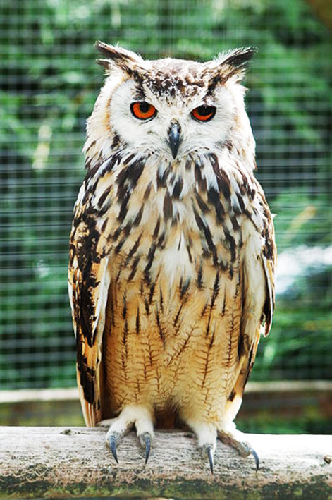 Bengalese Eagle Owl