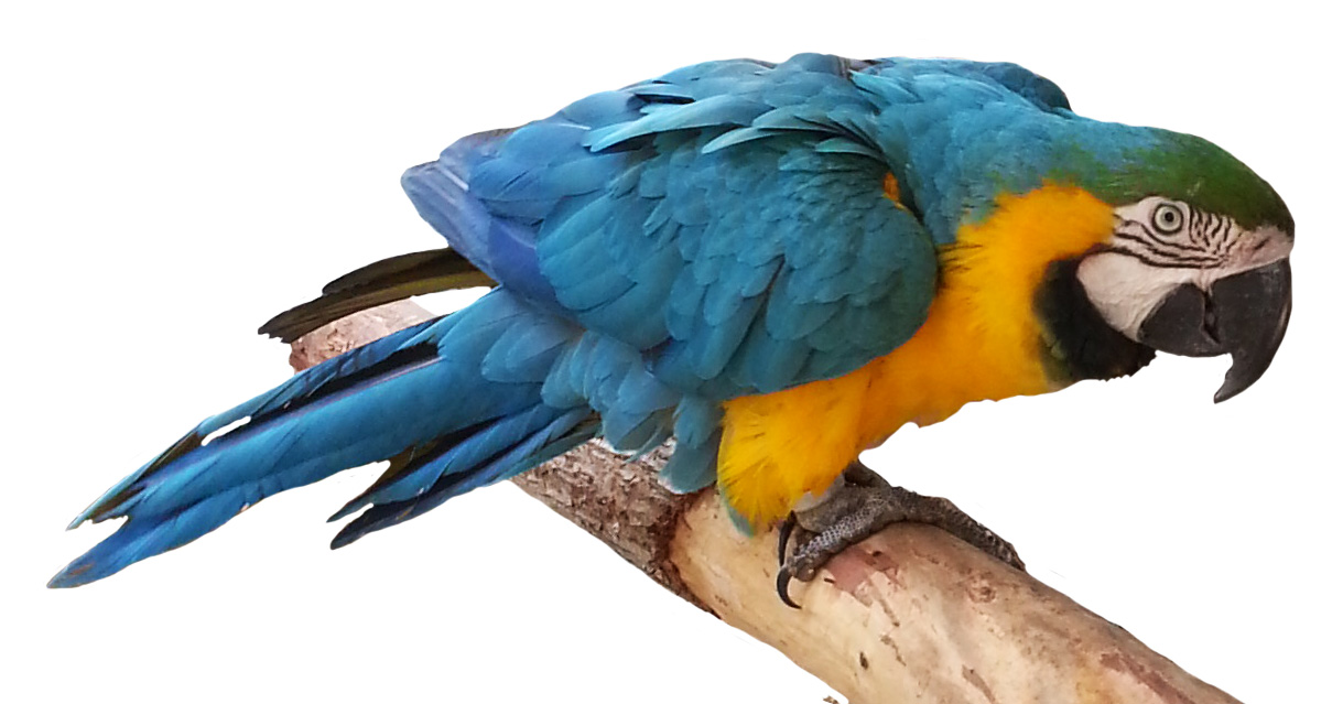 blue orange parrot on branch