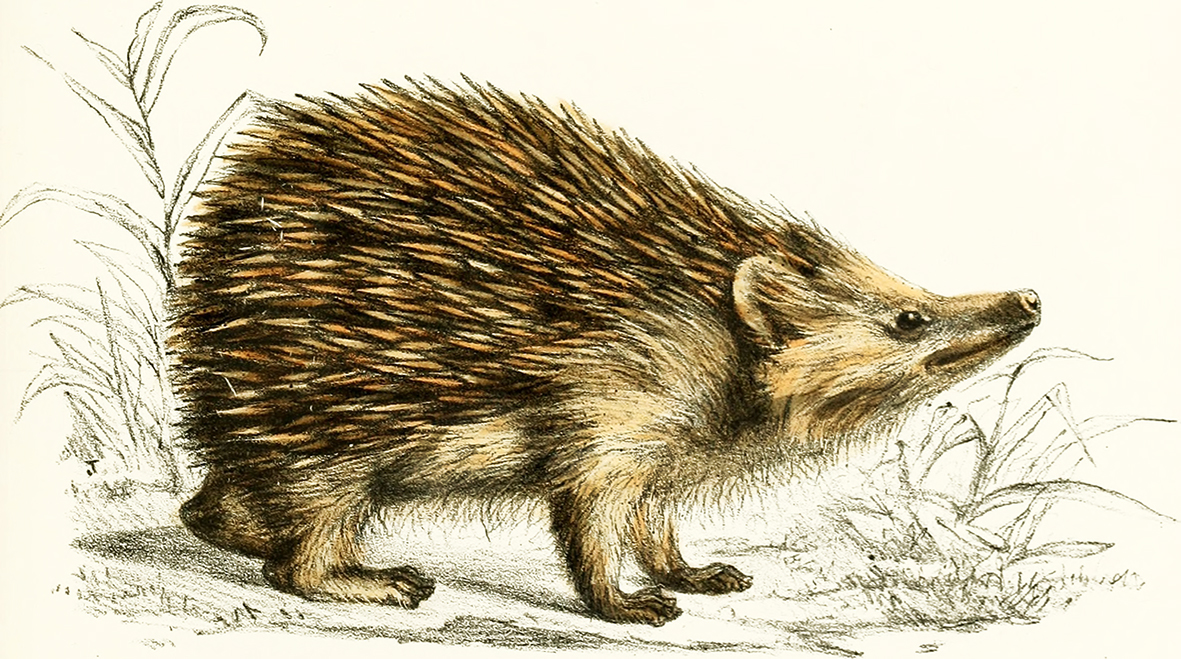 drawing of hedgehog