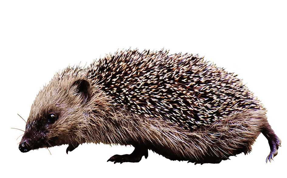 Hedgehog Clipart