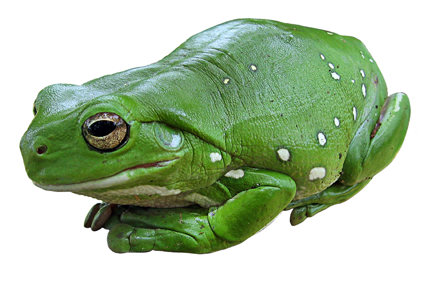 green tree frog