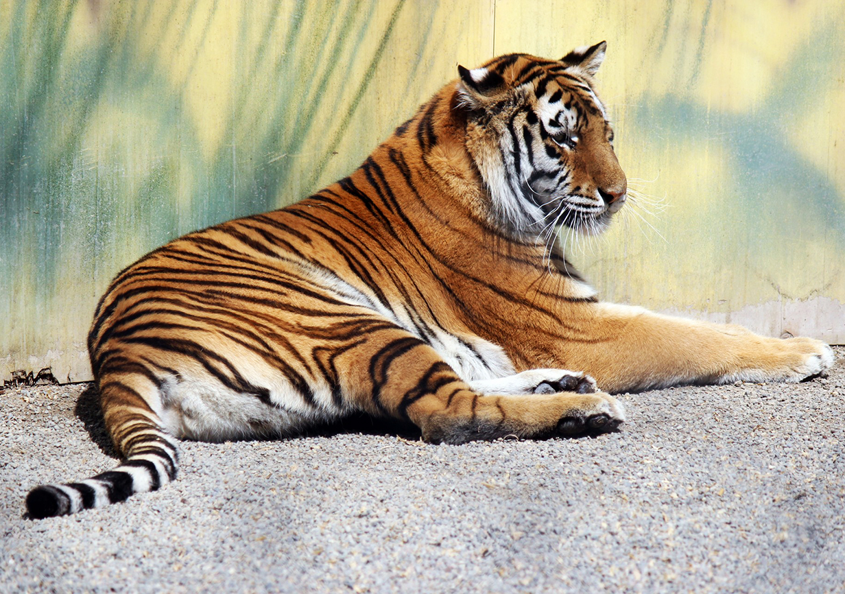 photo tigre resting