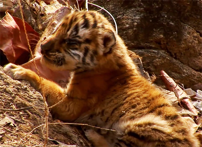 tiger cub hissing