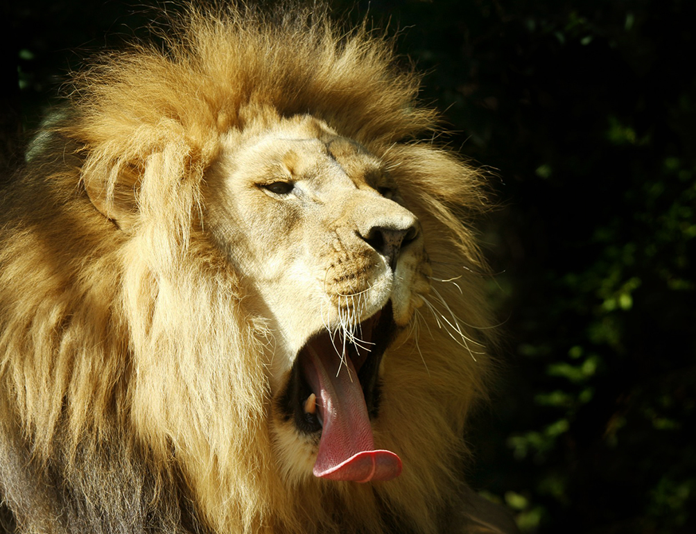 male lion yawning