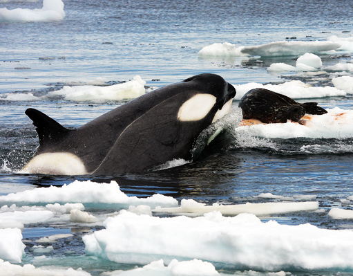 killer whale dolphin orca