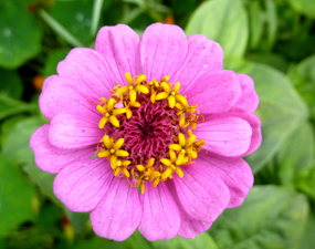 clip art flowers purple flower