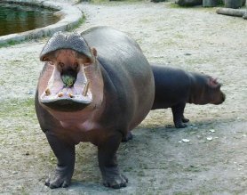 hippo teeth open mouth